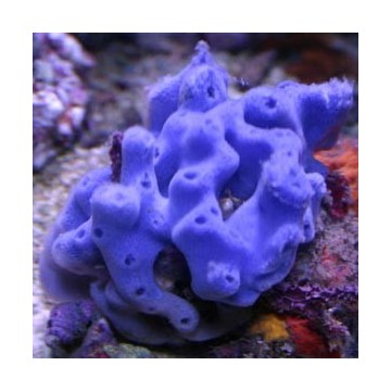 Haliclona caerulea - Éponge bleue 6-7 cm